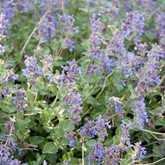 Walker's Low Catmint